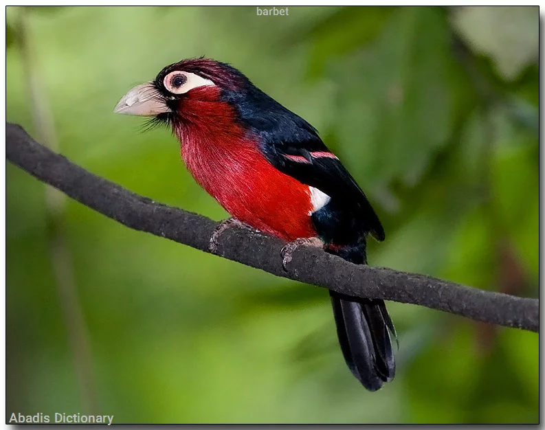 barbet