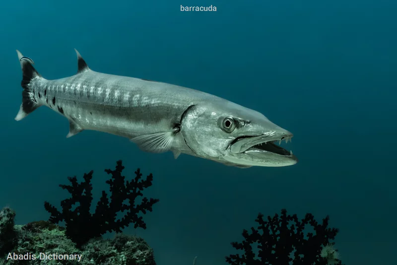 barracuda