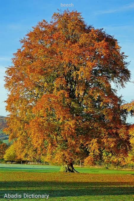 beech