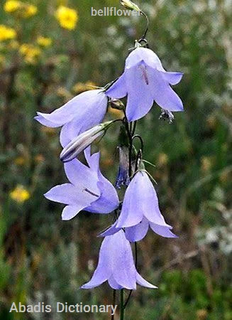 bellflower
