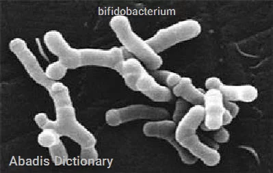 bifidobacterium