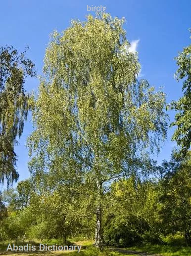 birch
