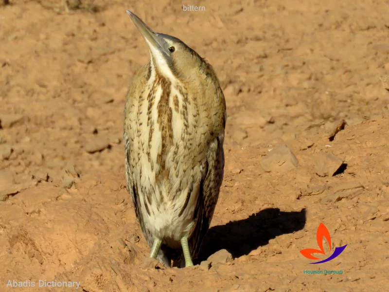 bittern