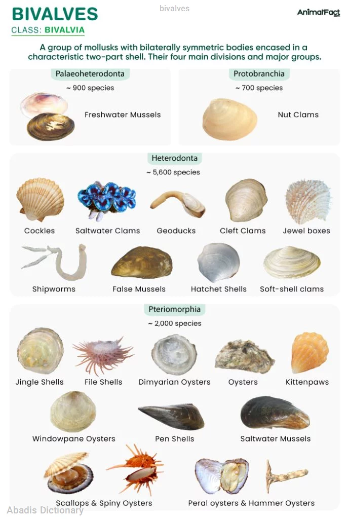 bivalves