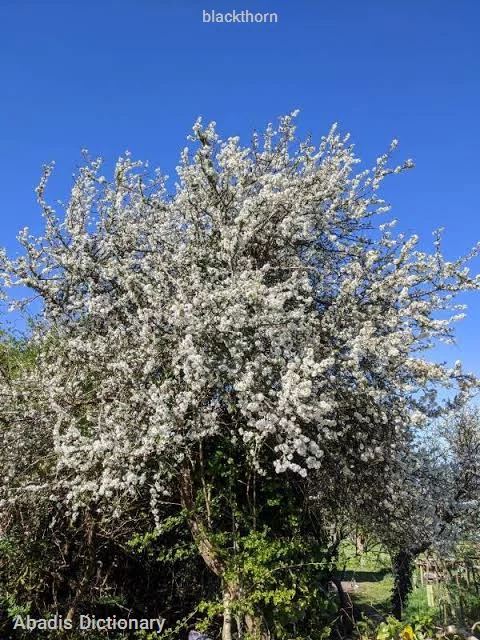 blackthorn