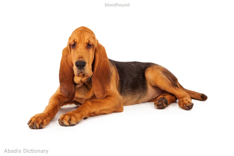 bloodhound