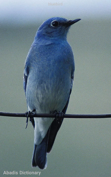 bluebird