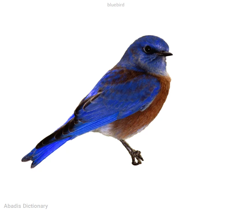 bluebird