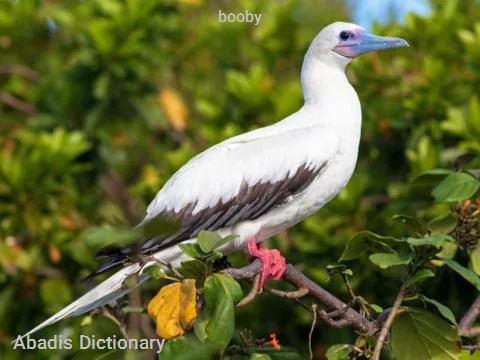 booby