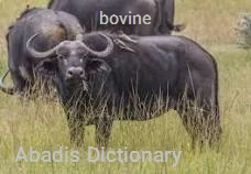 bovine