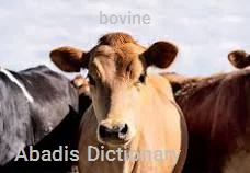 bovine