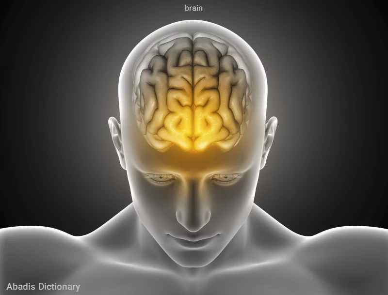 brain