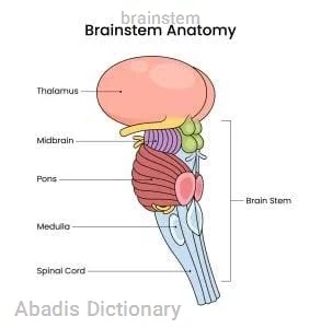 brainstem