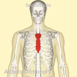 breastbone