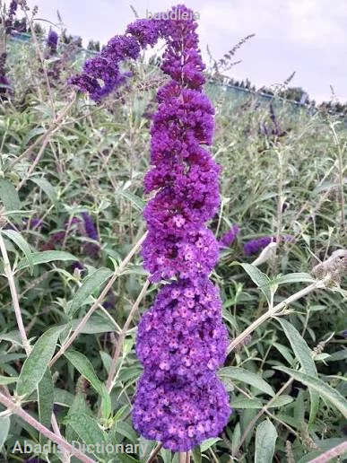 buddleia