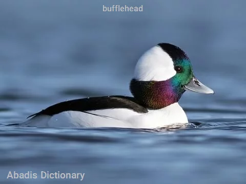 bufflehead