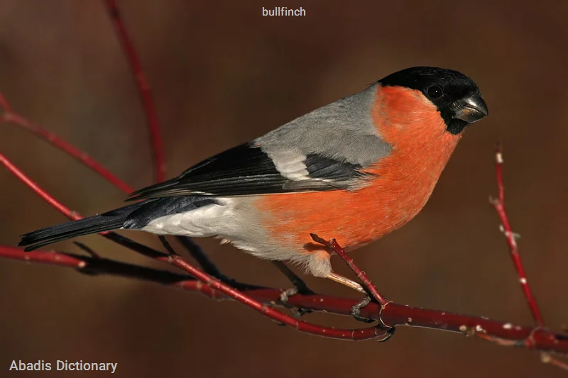 bullfinch