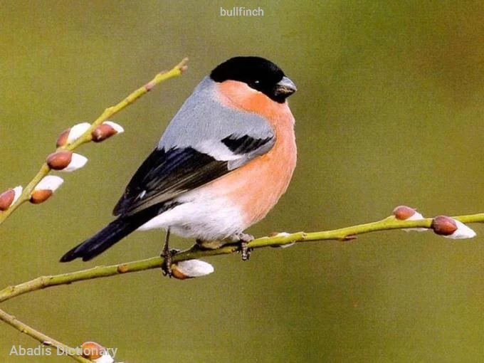 bullfinch