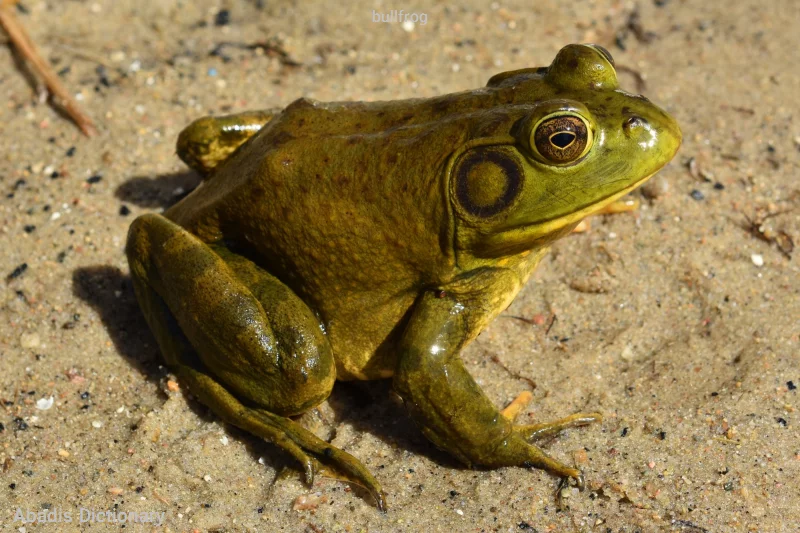bullfrog