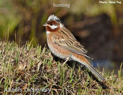 bunting