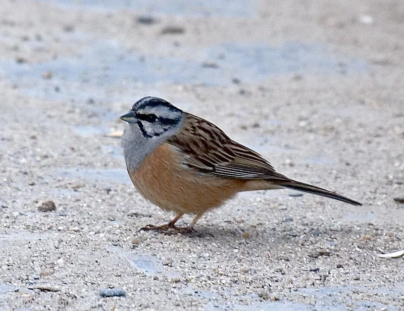 bunting