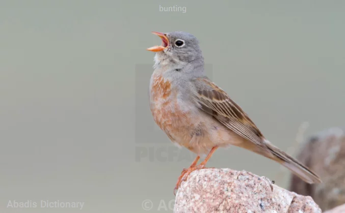 bunting