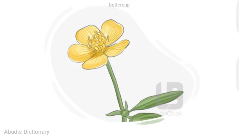 buttercup