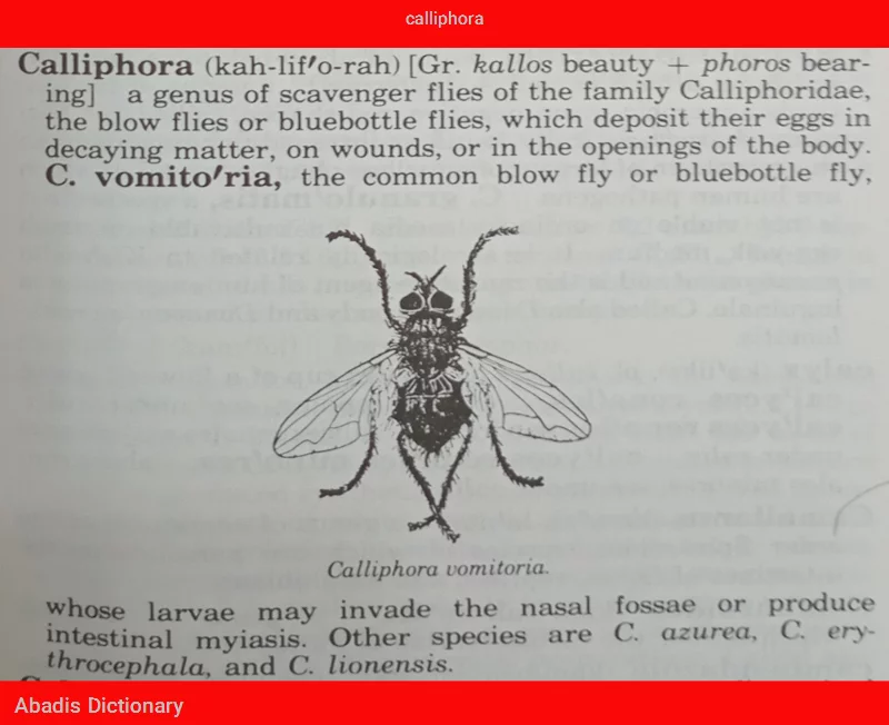 calliphora