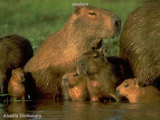 capybara