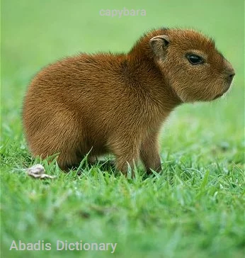 capybara