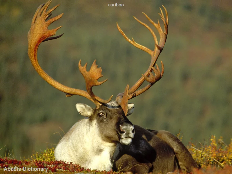 cariboo
