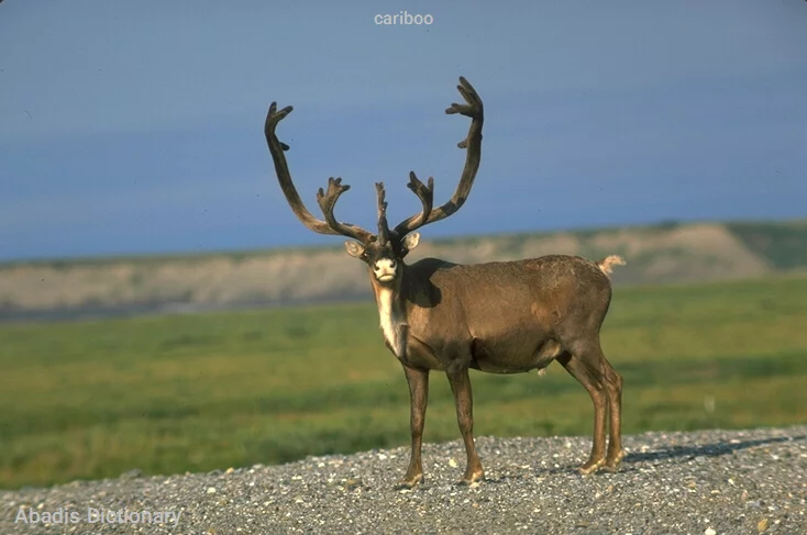 cariboo