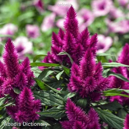 celosia