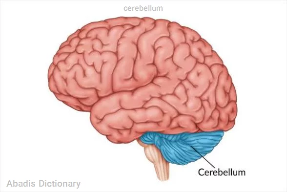 cerebellum