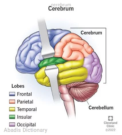 cerebrum