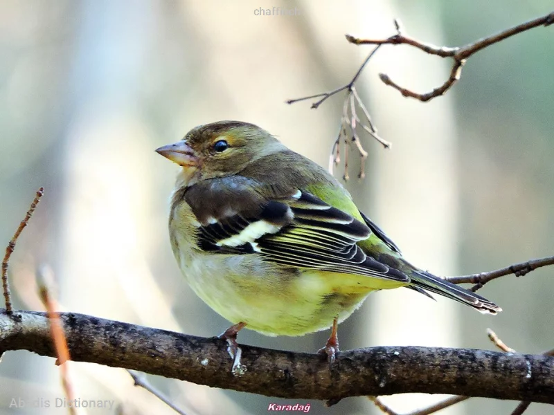 chaffinch
