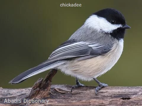 chickadee