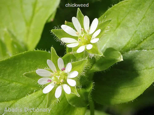 chickweed