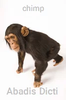 chimp