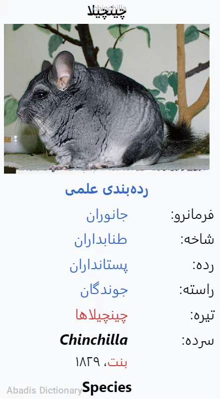 chinchilla