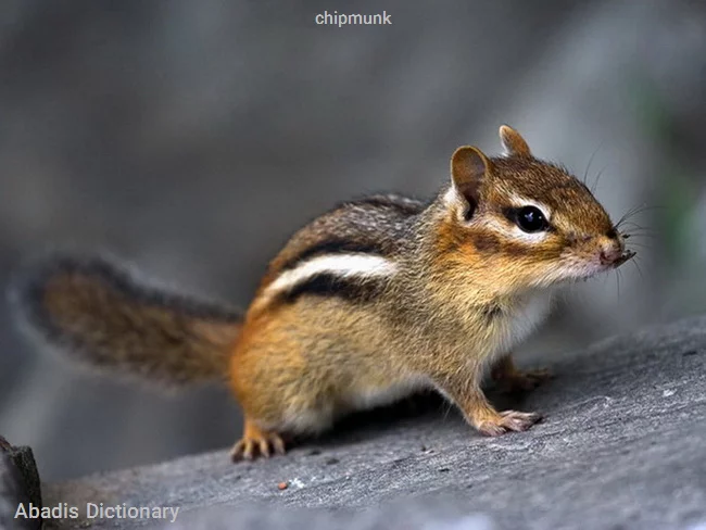 chipmunk