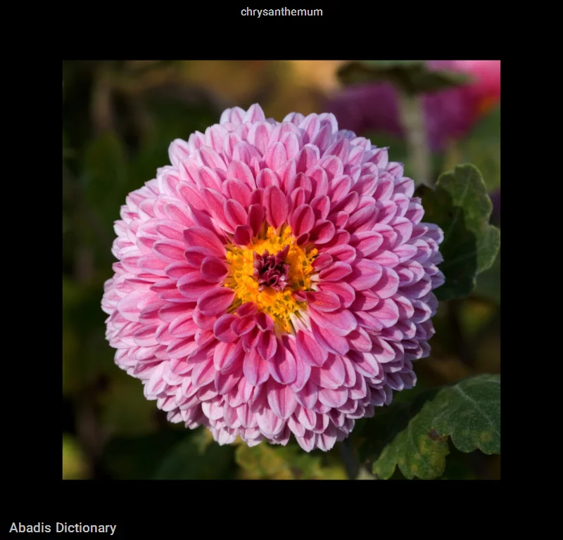 chrysanthemum