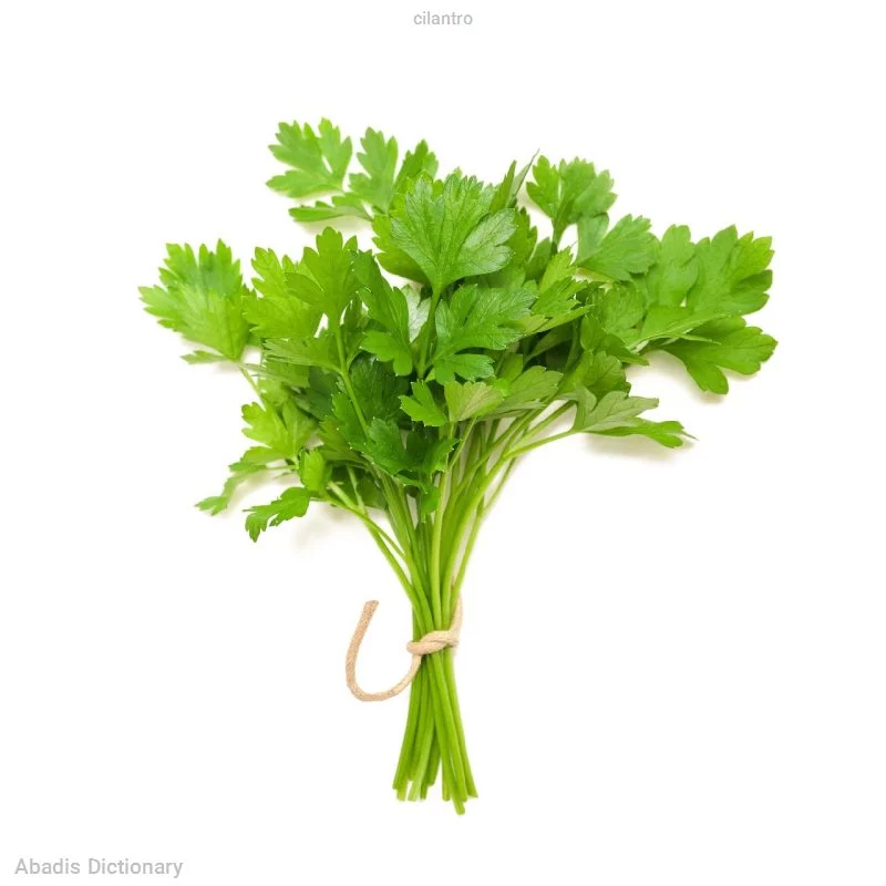 cilantro