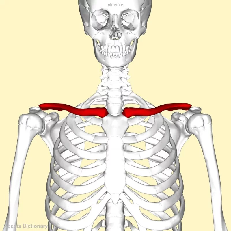 clavicle