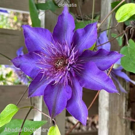 clematis