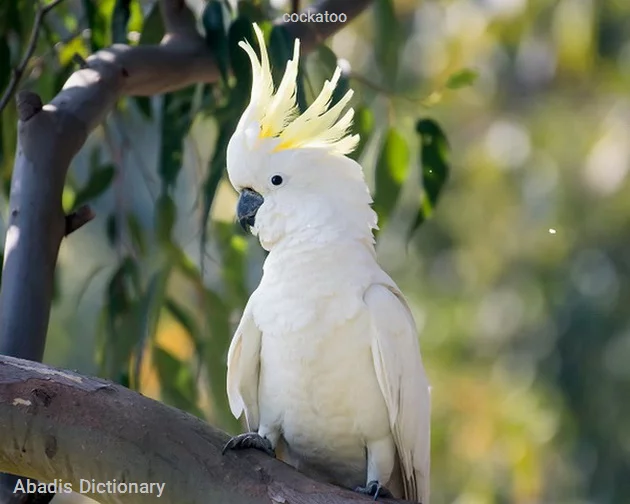 cockatoo