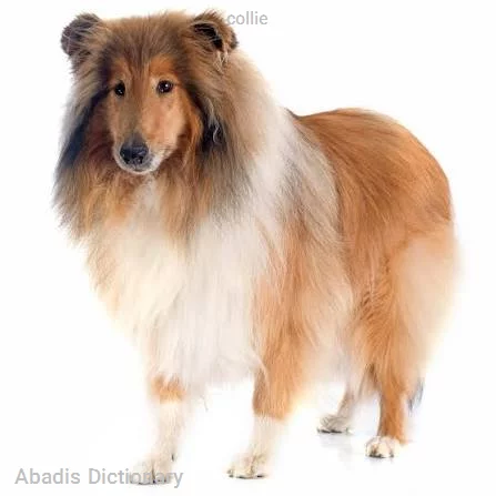 collie