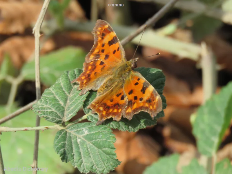 comma