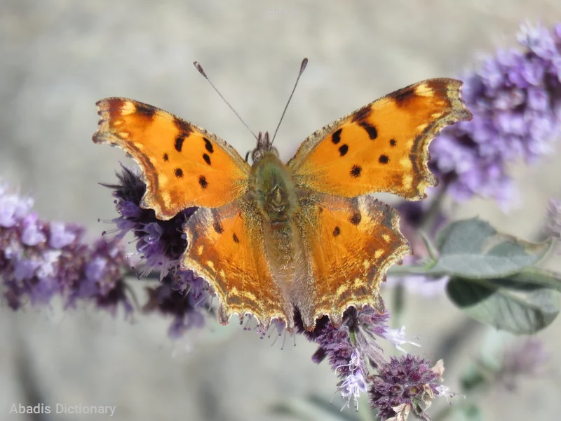 comma