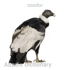 condor